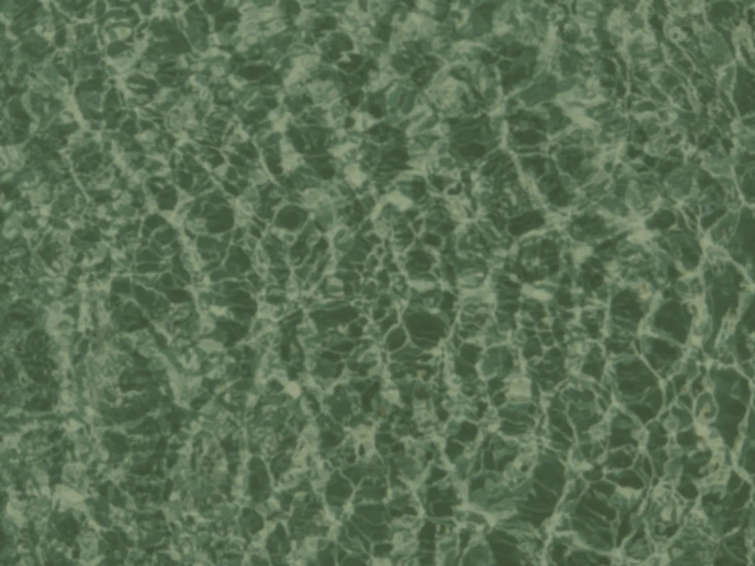 Neglected green pool before service